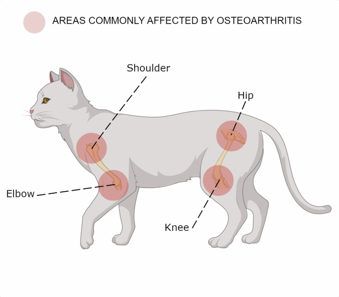 Stem Cell Therapy for Feline Osteoarthritis (OA) | Gallant