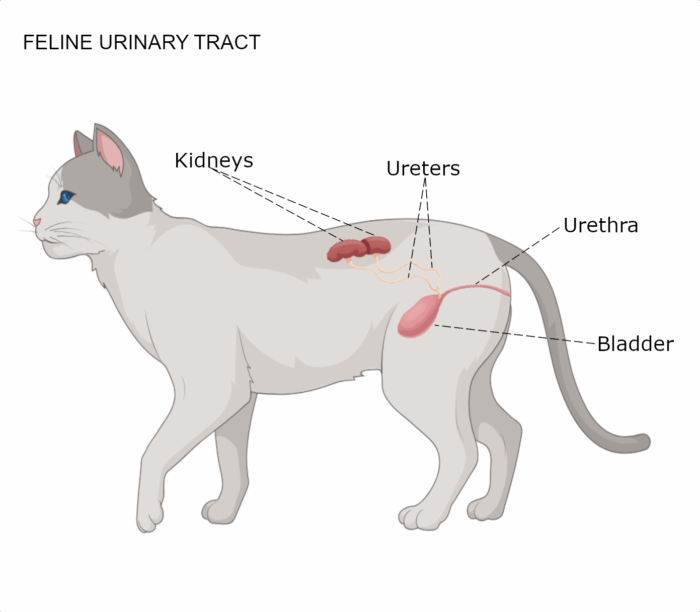 Image showcasing Stem Cell Therapy for Feline Chronic Kidney Disease (CKD) | Gallant