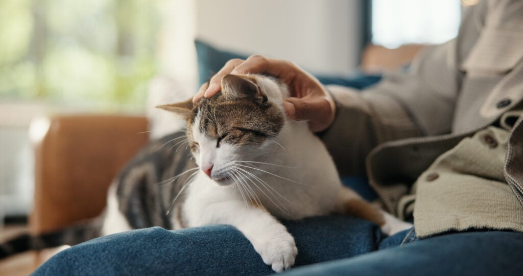 Tabby-and-white cat resting on a caregiver’s lap while being gently petted.