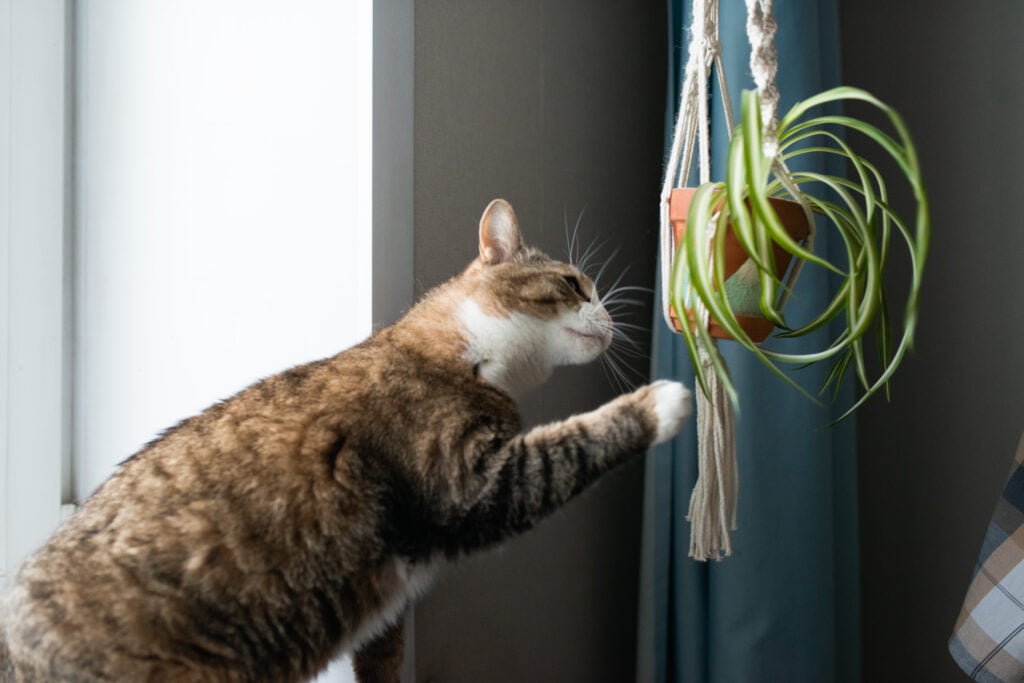 Tabby-and-white cat reaching toward a hanging houseplant indoors.