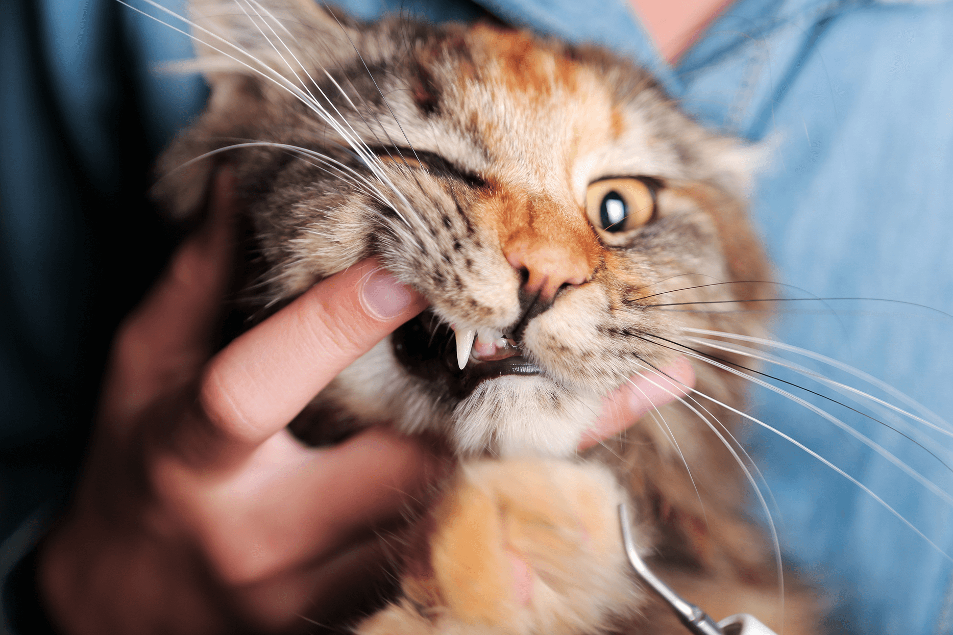 Feline dental care