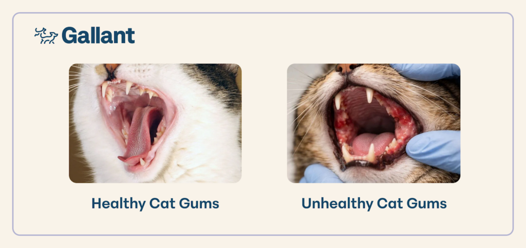 Comparison of normal vs red cat gums