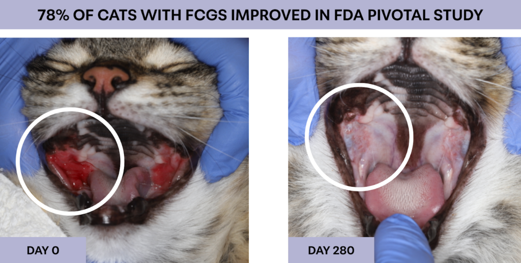 Before-and-after comparison showing improvement in a cat with FCGS after stem cell therapy