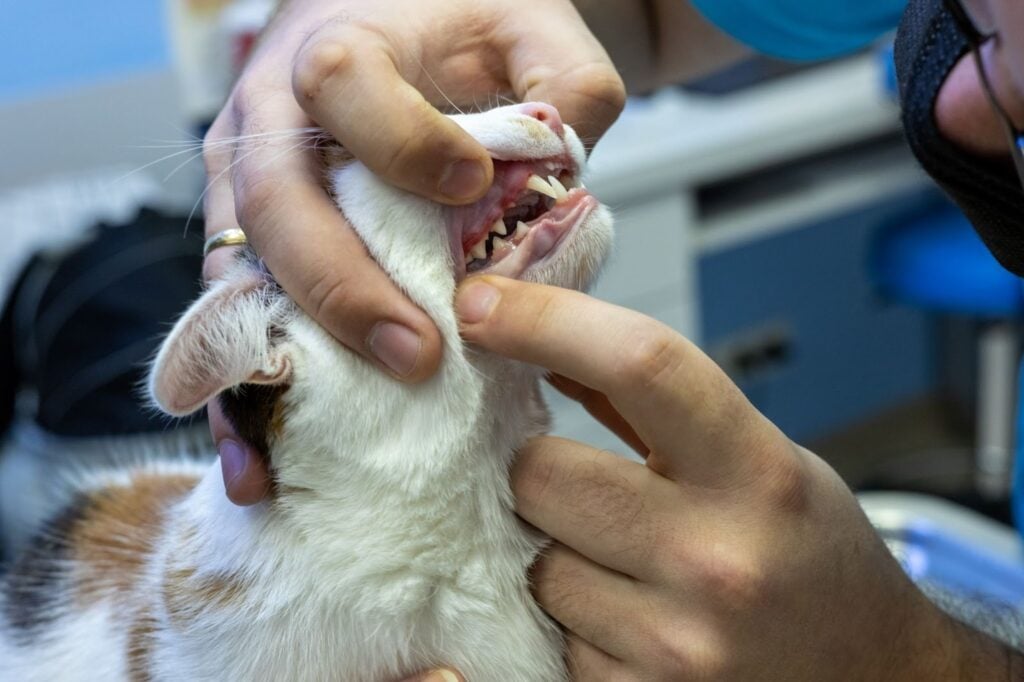 Cat with inflamed gums