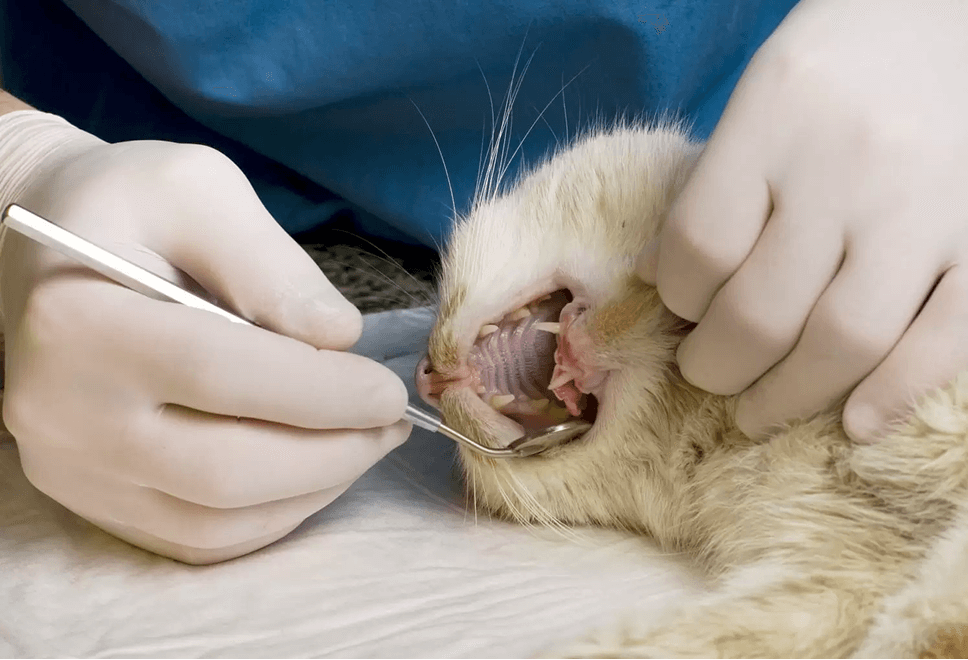 Veterinarian examining a cat’s mouth with dental instruments