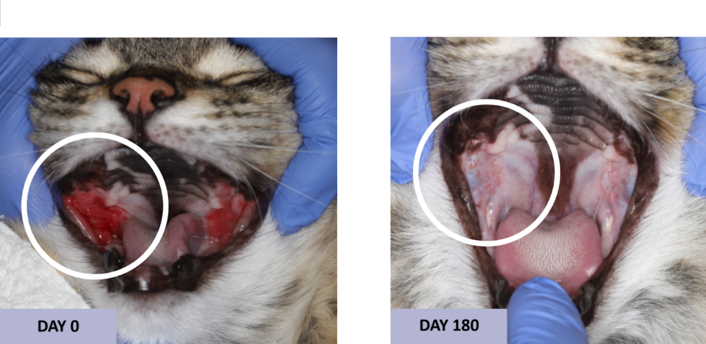 Before-and-after comparison showing improvement in a cat with FCGS after stem cell therapy