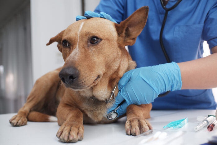 Veterinarian Examining Dog
