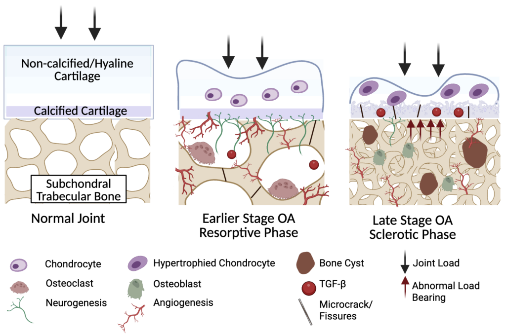 Characteristic Changes of Canine Osteoarthritis