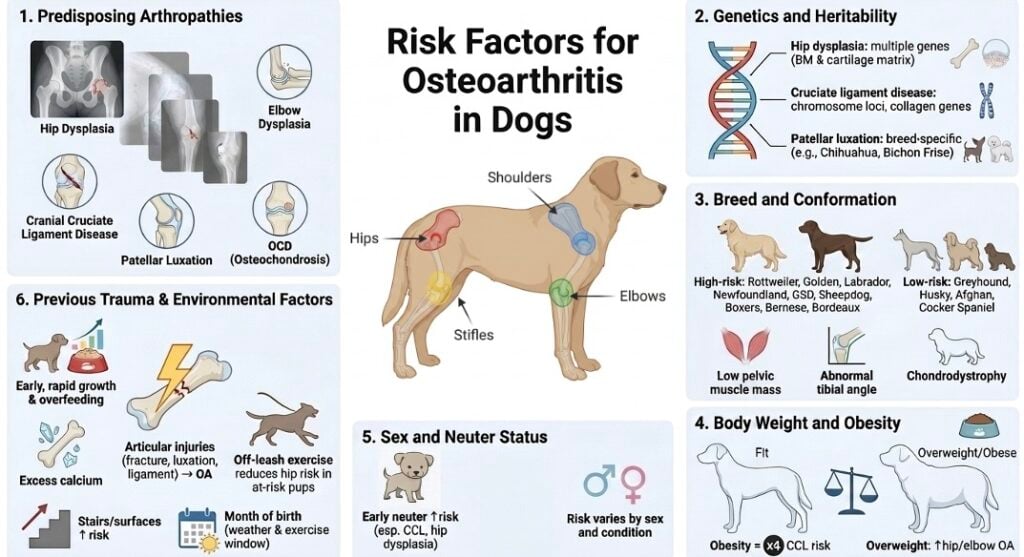 Infographic summarizing the major risk factors for canine osteoarthritis