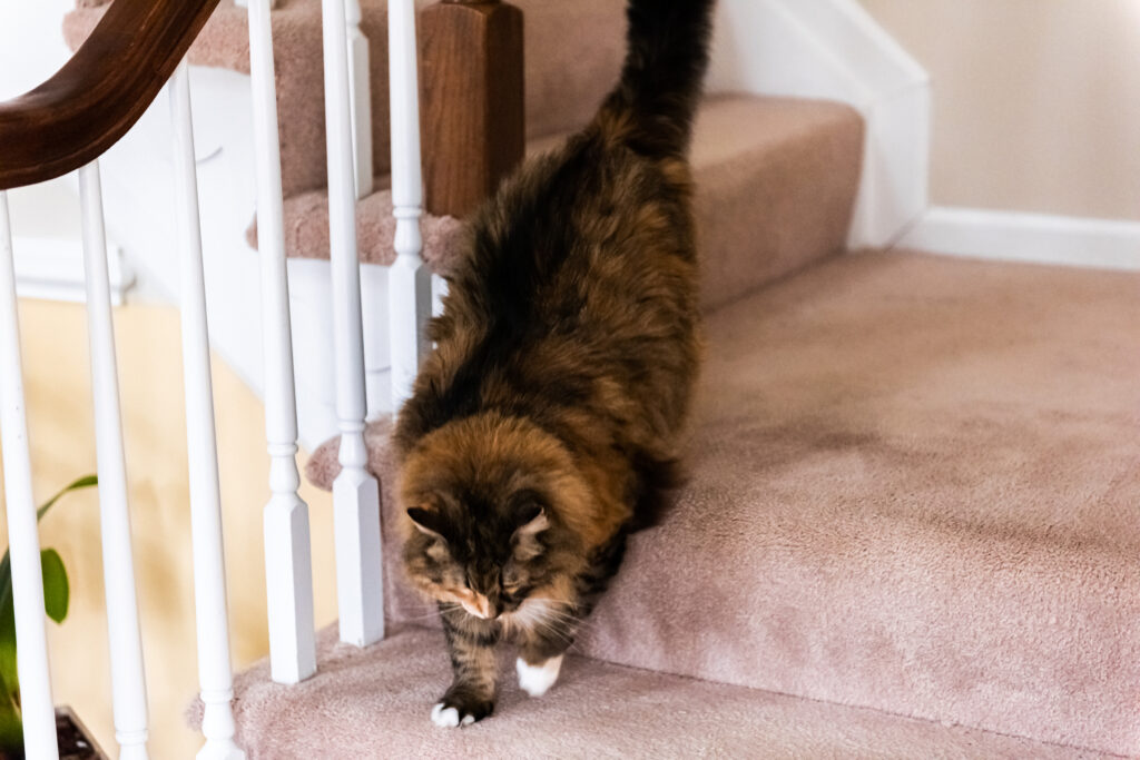 Longhaired cat walking down carpeted stairs inside a home.