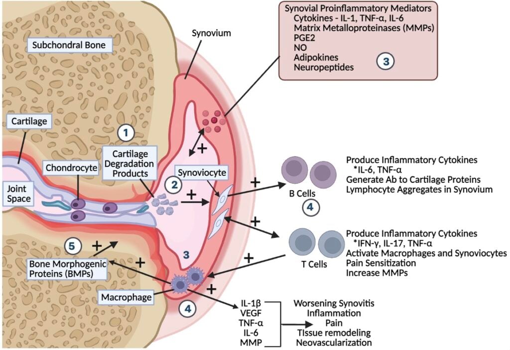 Diagram illustrating how synovial inflammation drives canine osteoarthritis