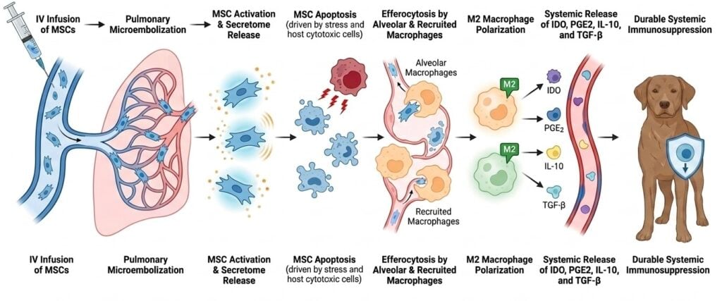 Immunomodulatory Effects Associated with MSC Apoptosis