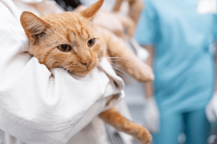 Close-up of an orange tabby cat being held in a person's arms