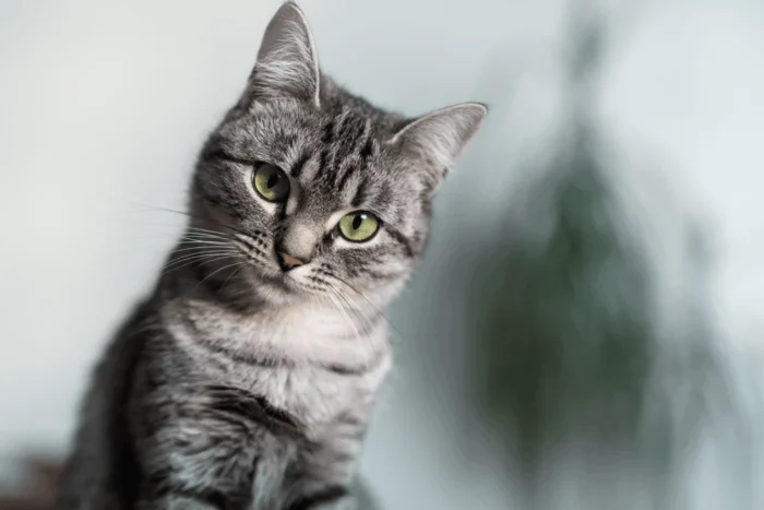 Feline Chronic Gingivostomatitis — Current Concepts in Clinical Management