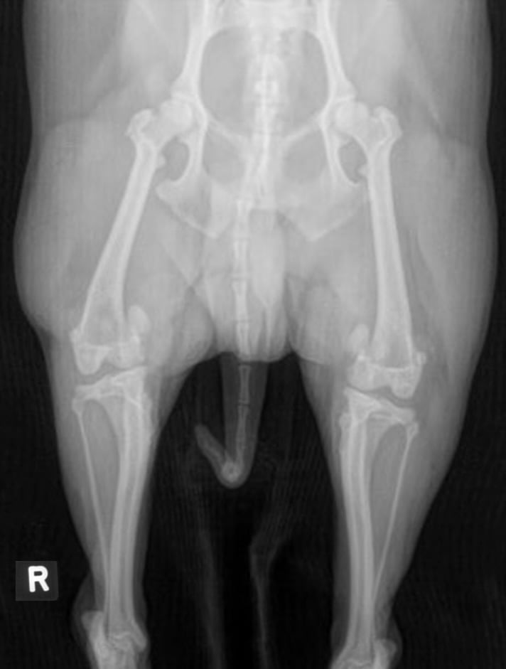 Clinical image of a 7-year-old dog with grade 3 patellar luxation that progressed to cranial cruciate ligament injury.