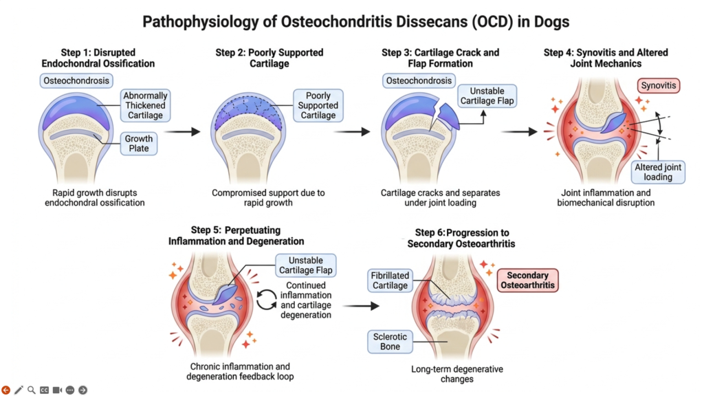 Illustration showing abnormal cartilage development and formation of an osteochondritis dissecans lesion in a canine joint.