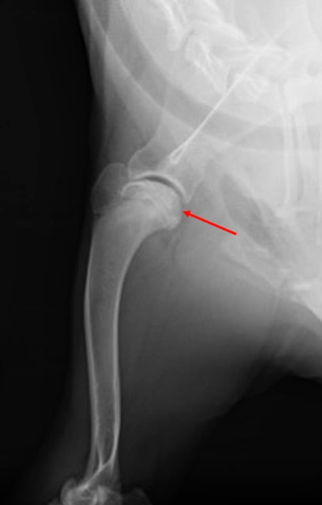 Radiograph of a 7-month-old dog showing shoulder osteochondritis dissecans with flattening of the caudal humeral head and reduced bone density.