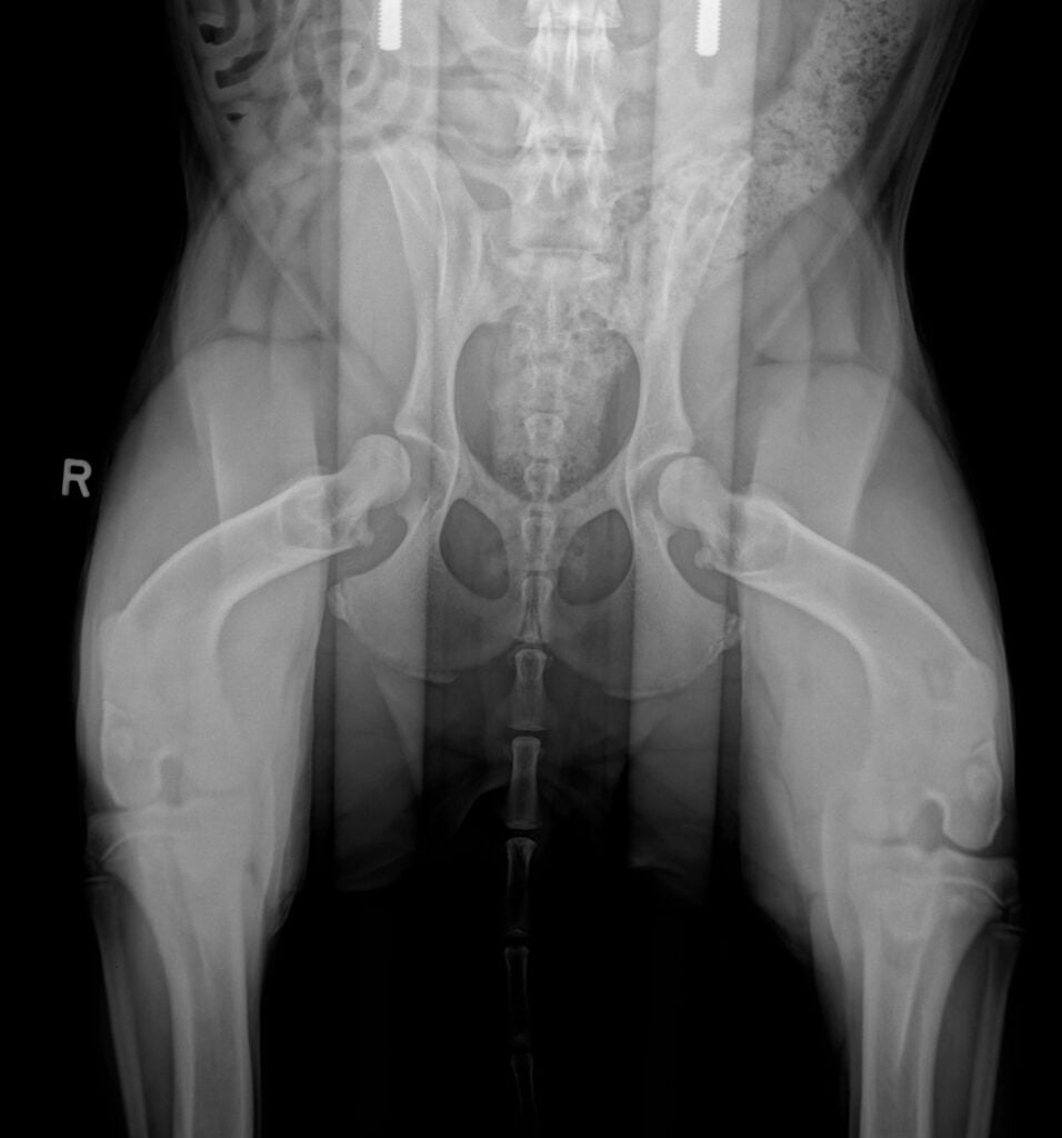PennHIP radiograph of a 2-year-old dog showing hip laxity not apparent on the standard hip-extended view.