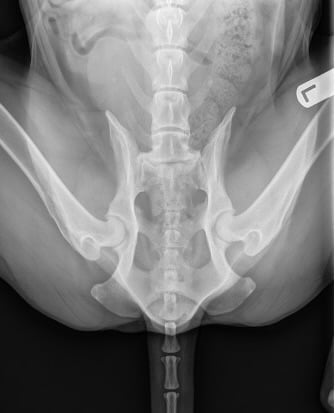 Frog-leg radiograph of a 10-year-old dog showing mild osteoarthritis of the hip.