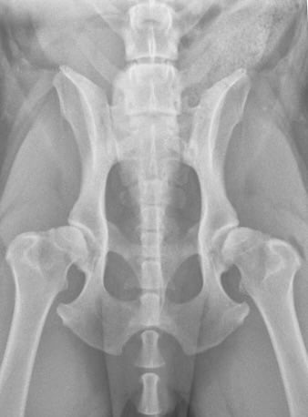 Hip dysplasia with OA: Radiograph of a 7-year-old dog showing moderate hip dysplasia and moderate hip osteoarthritis.
