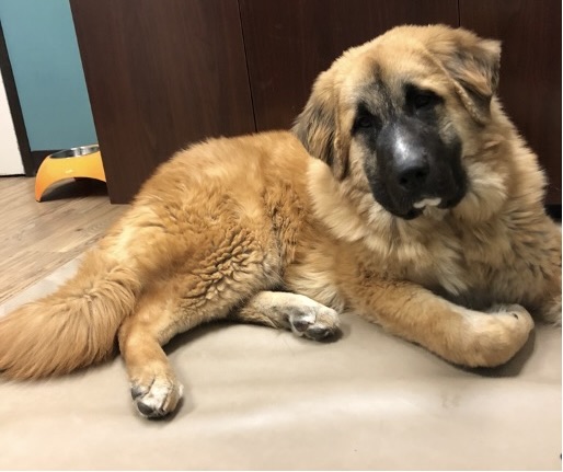 Four-month-old puppy resting with one forelimb curved beneath the chest in the “paw pillow” posture associated with possible elbow discomfort.
