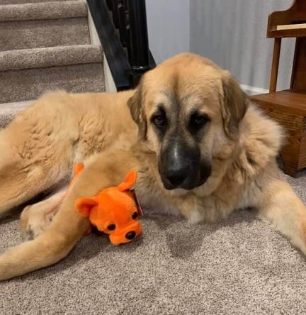 Young dog lying with the forelimbs splayed outward and avoiding elbow flexion, a posture that may be associated with elbow or shoulder pain.