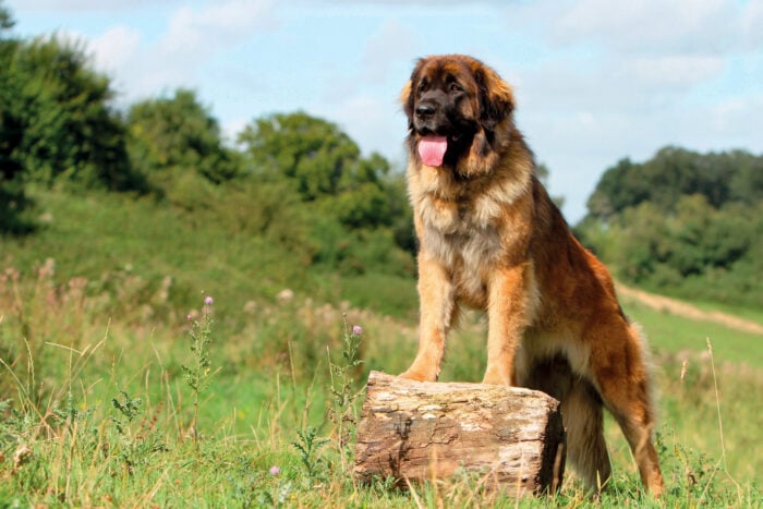 Photograph of Leonberg outdoors