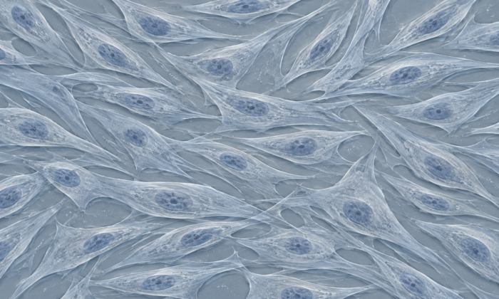 Illustration of spindle-shaped mesenchymal stromal cells growing in culture.