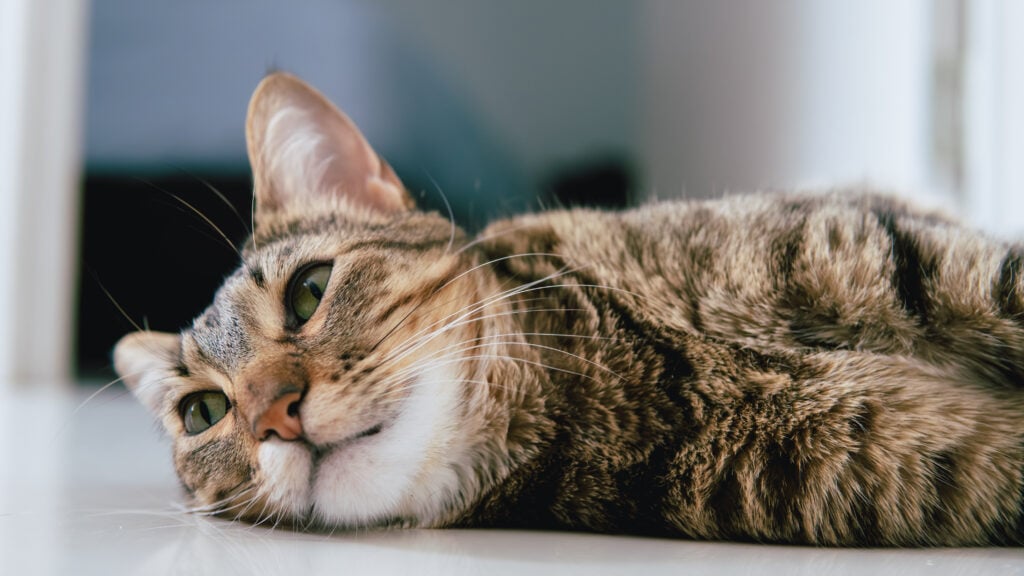 Relaxed tabby cat lying comfortably indoors in a calm home environment.