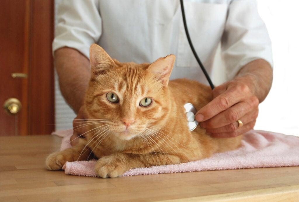 Veterinarian uses a stethoscope to examine a relaxed orange tabby cat resting on a soft pink towel.