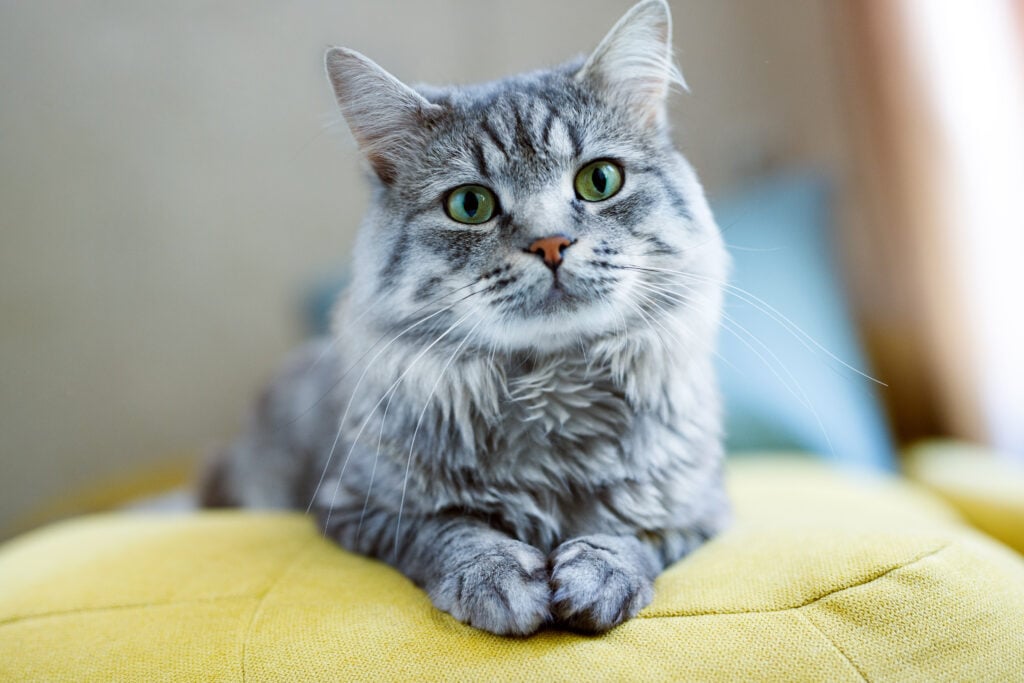 Gray tabby cat with bright green eyes resting on a yellow cushion indoors.